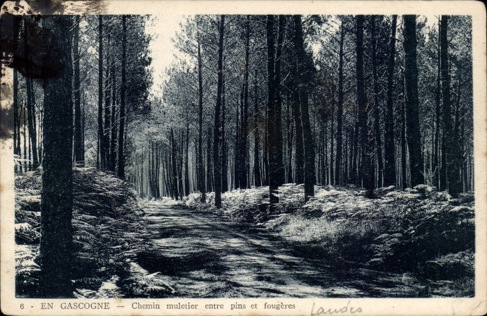 In Gascogne CPA Mule track between pines and ferns