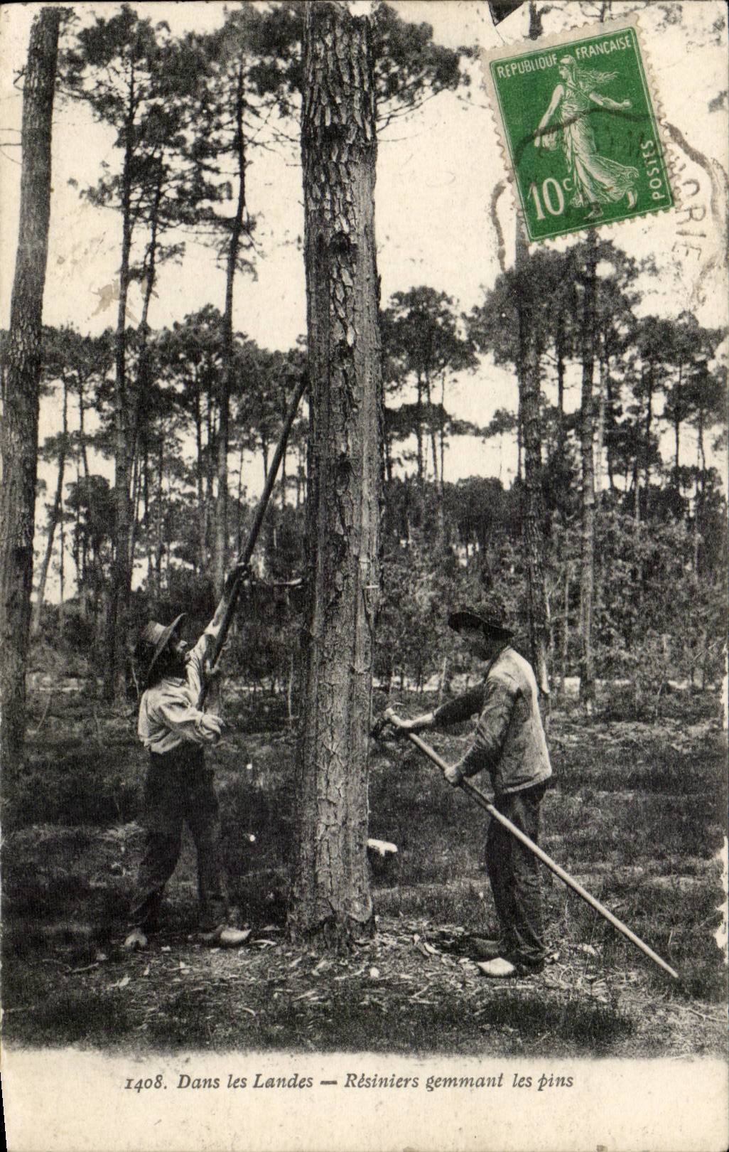 In macht CPA Resiniers fest welches die Kiefern gemmating ist