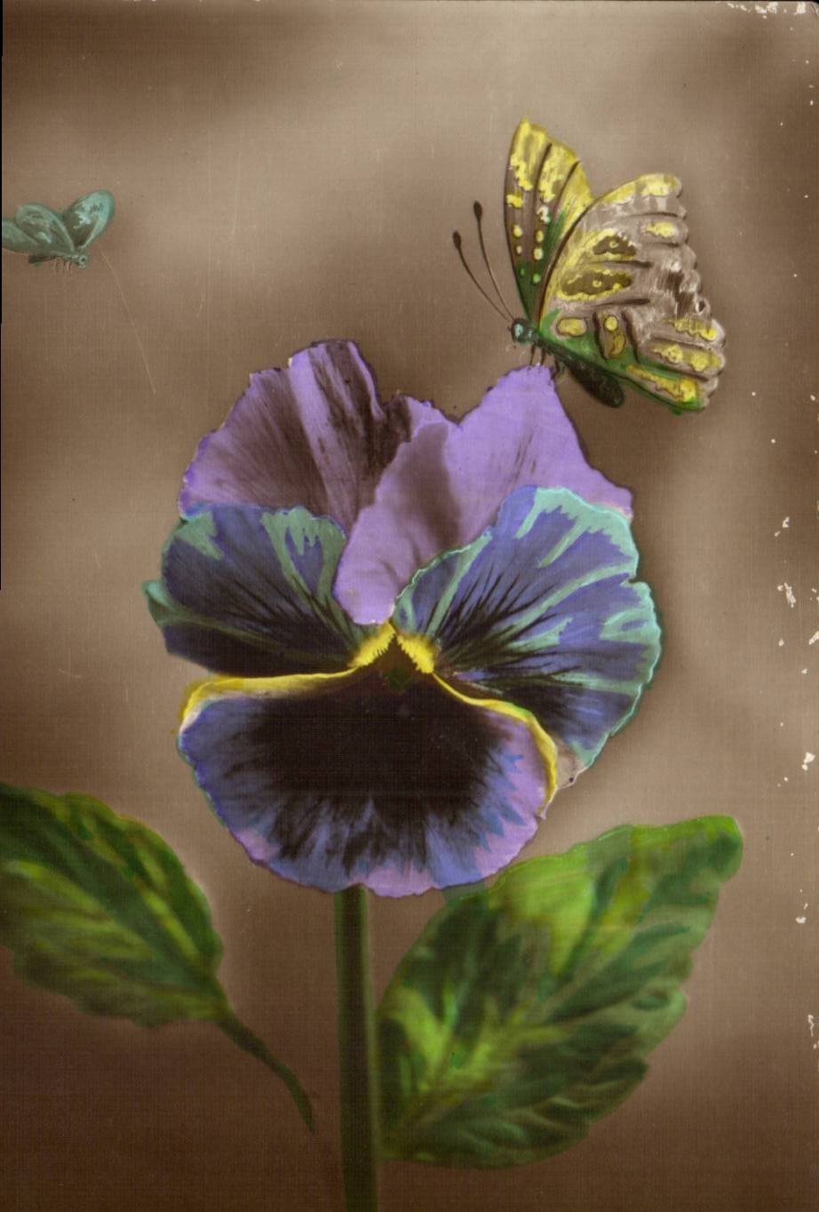 CPA Fantasy Flower Butterfly (butterfly)