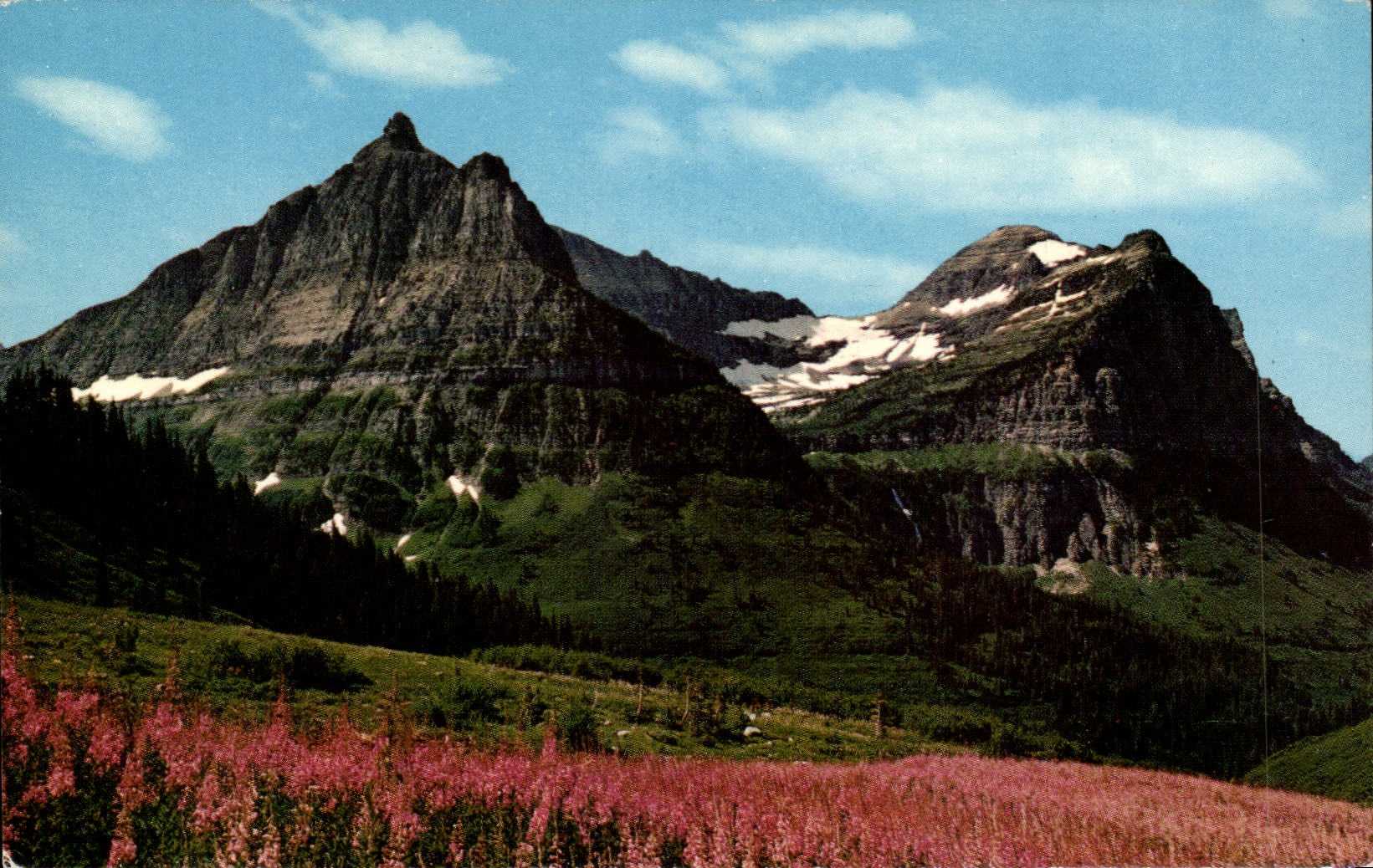 The United States MODERN CARD Fireweed National Glacier park Montana