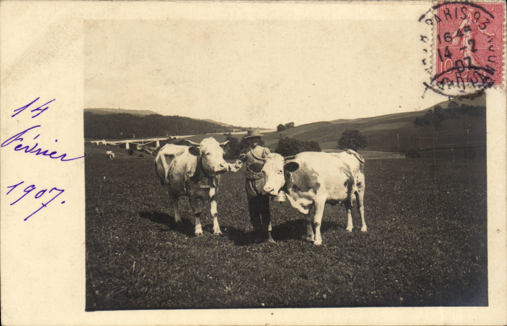 CPA Real photo Cows Breeding