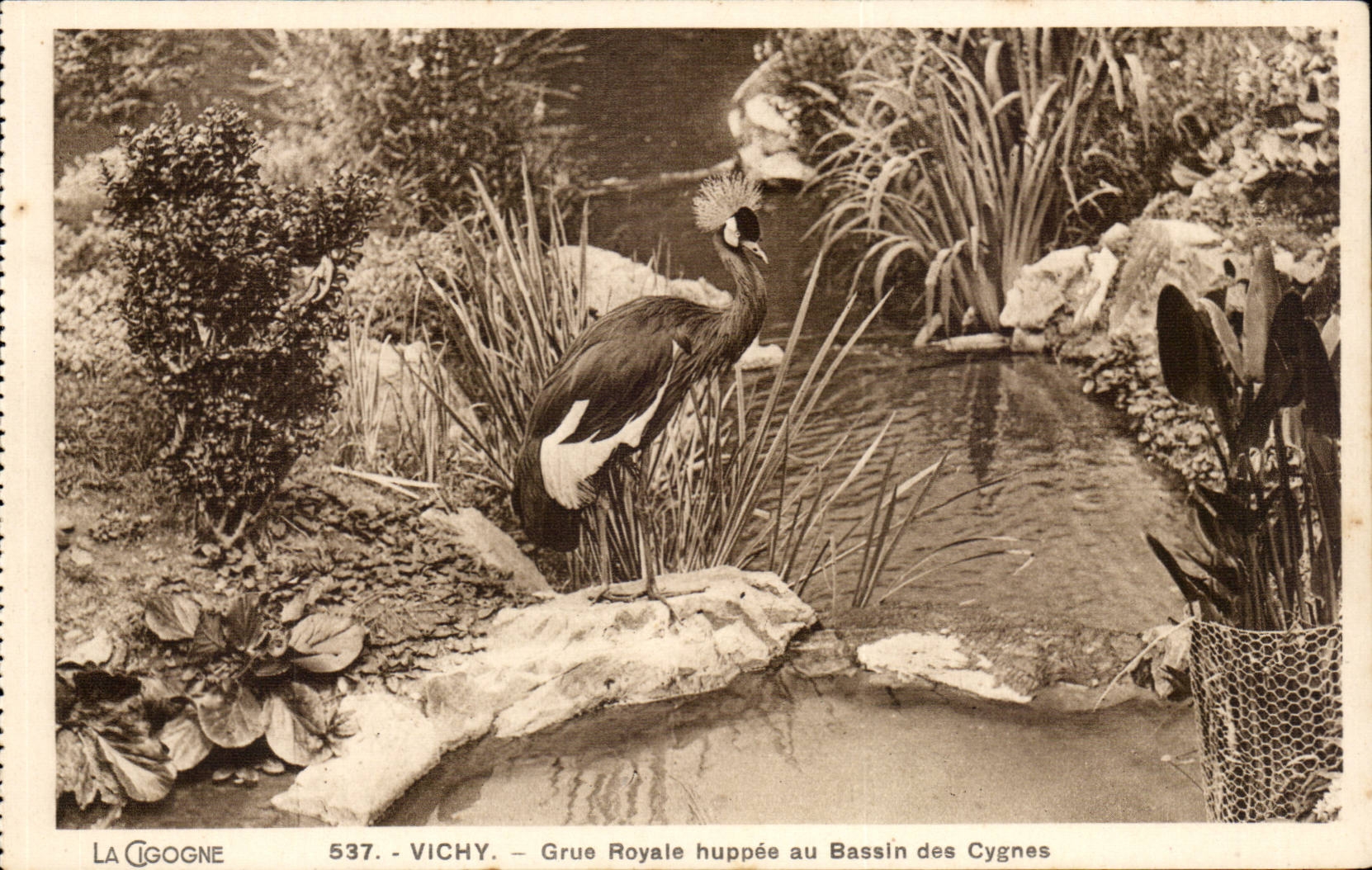 Vichy CPA Grue royale hupee au bassin des cygnes (oiseau)