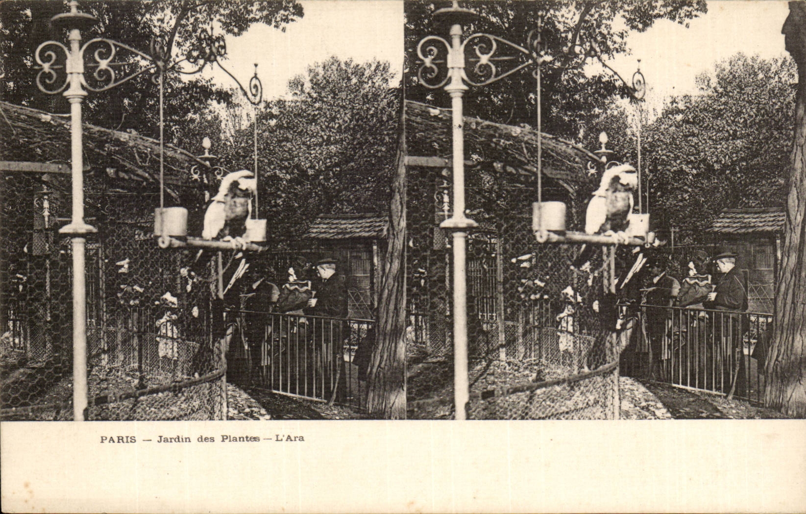 Paris CPA Botanical garden the macaw (bird) (stereoscopic sights)