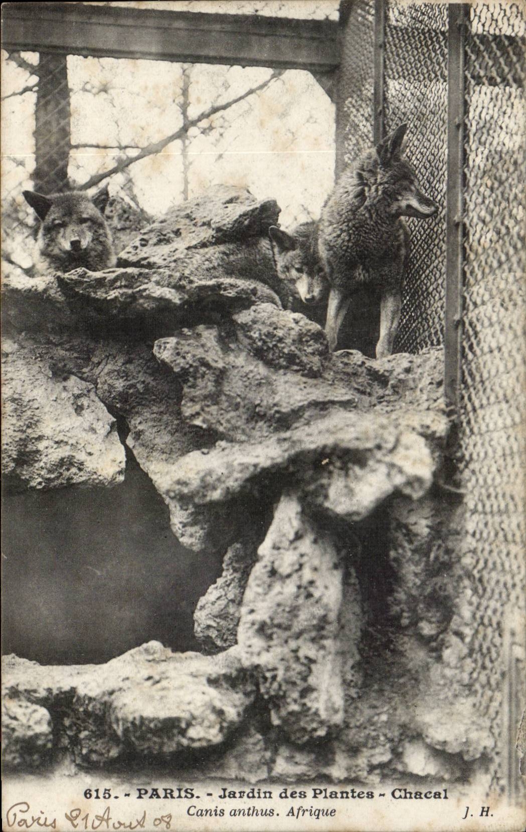 Paris - 5 - Botanical garden - Jackal - Jakal - Africa - africa -- CPA