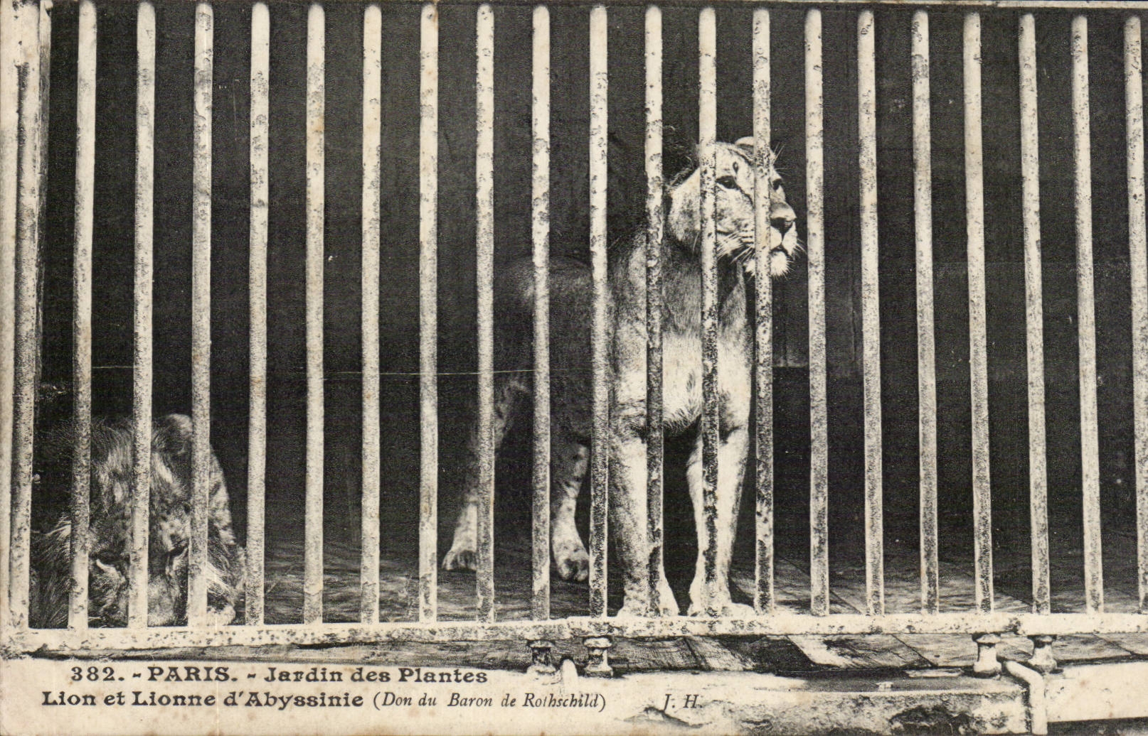 Paris - 5 - Botanical garden - Lion and Lioness dAbsyssinie CPA