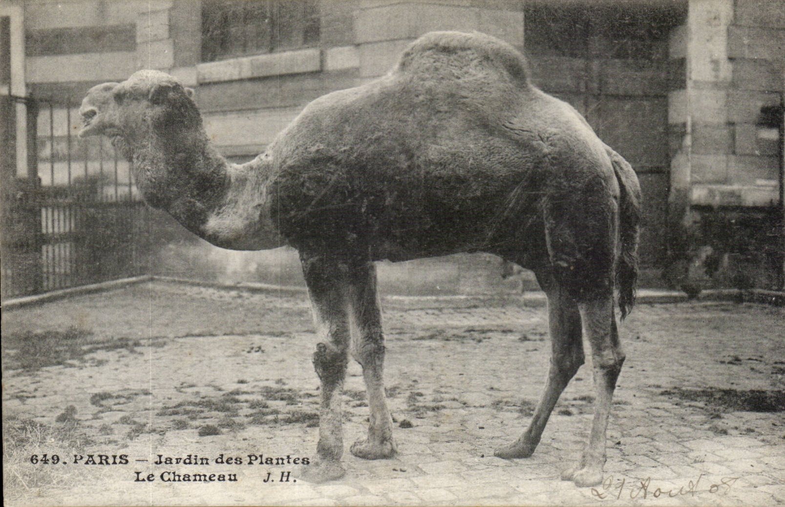 Paris - 5 - Botanical garden - the Camel - camel - CPA