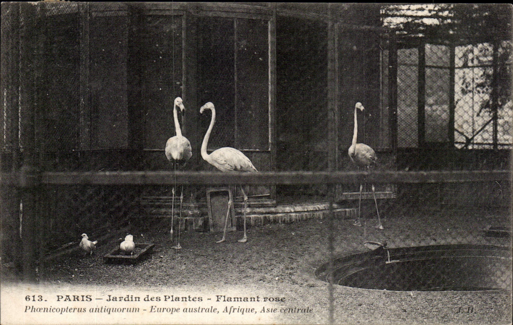 Paris - 5 - Botanical garden - Flamingo Roses - Flamingos - otter - CPA