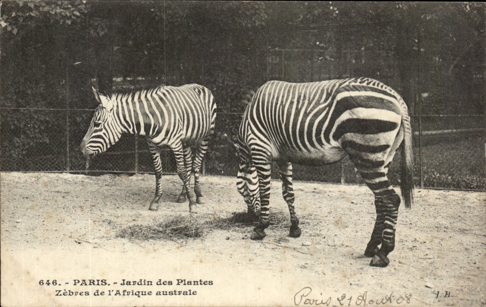 Paris - 5 - Botanical garden - Streaked with the Southern Africa - Streaked - CPA