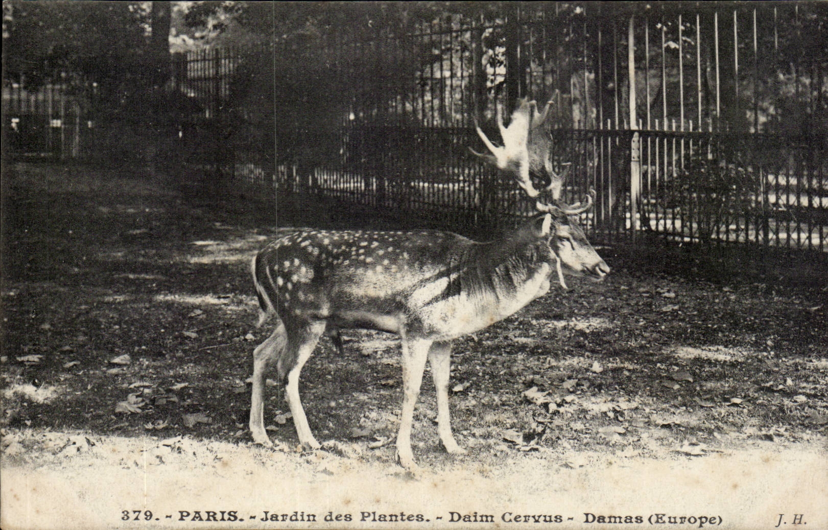 Paris - 5 - Botanical garden - Cervus Deer - Stag - Deer - CPA