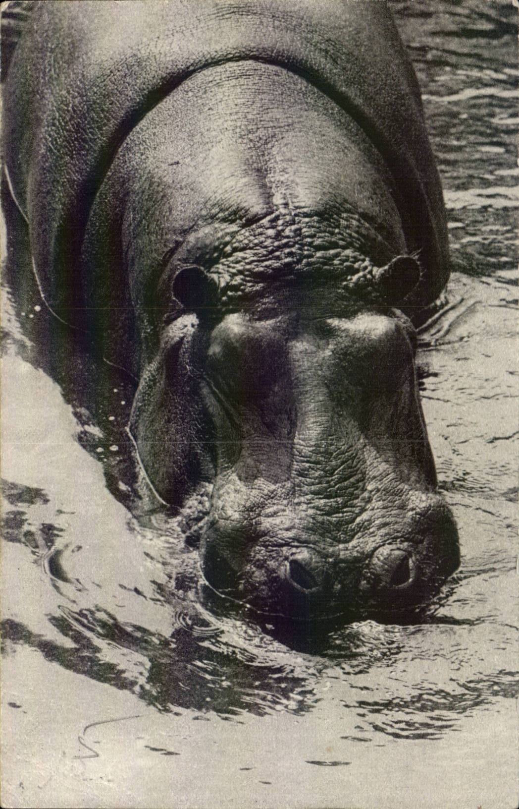 Paris - 12 - Bois de Vincennes - Parc Zooogique - L'Un des Hippopotames - CPA
