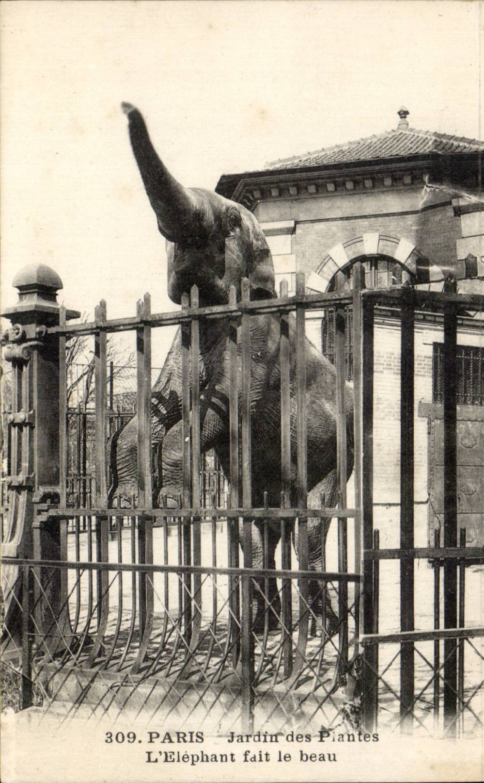 Paris - 5 - Botanical garden - the Elephant makes the beautiful one - CPA