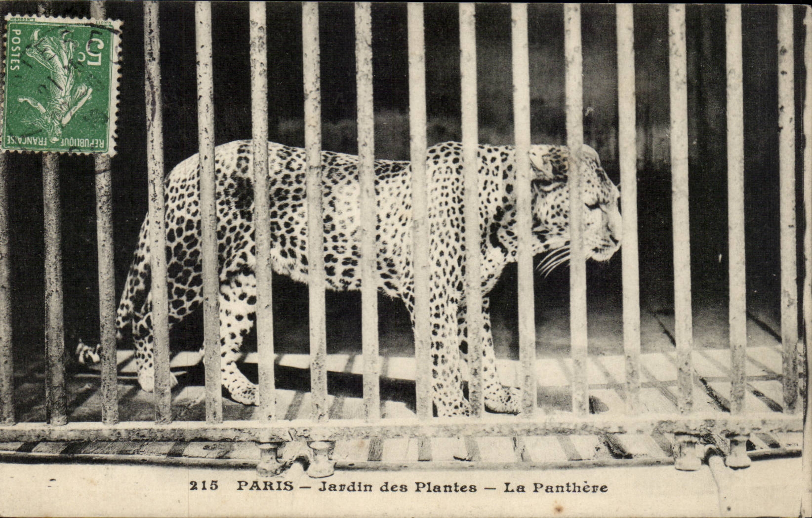 Paris - 5 - Botanical garden - the Panther - Panther - CPA