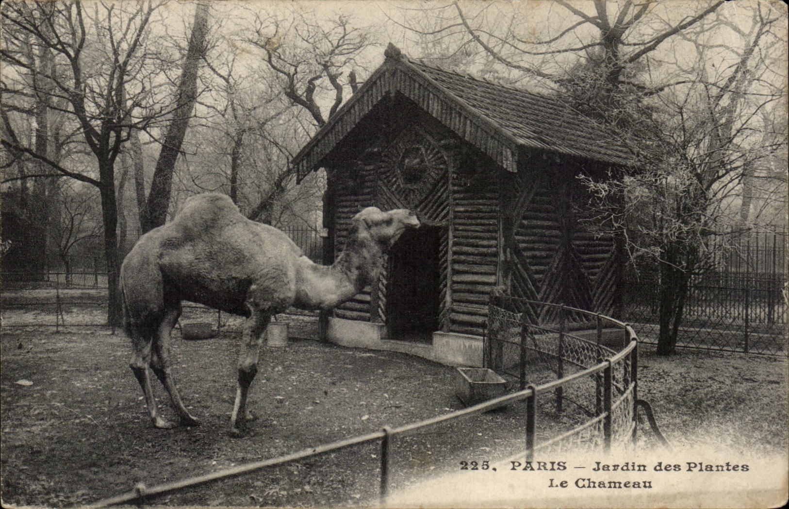 Paris - 5 - Botanical garden - the Camel - camel - CPA