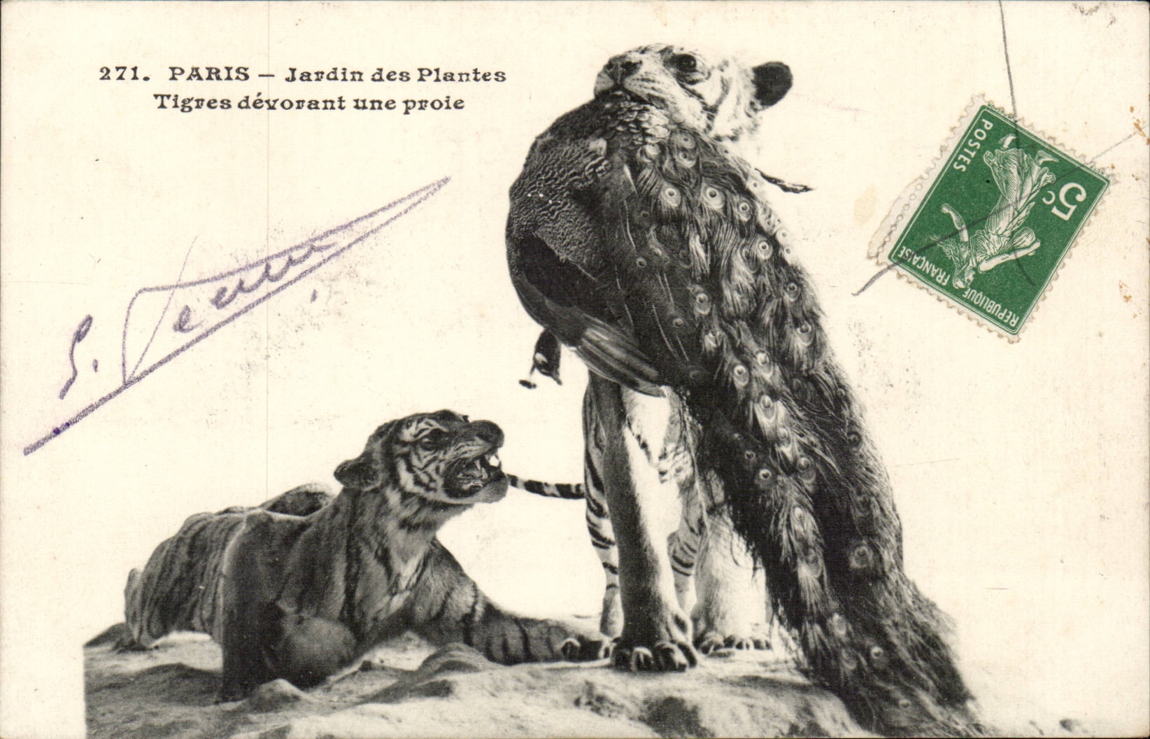 Paris - 5 - Botanical garden - Tigers devouring a prey - Tiger - Big Cat CPA