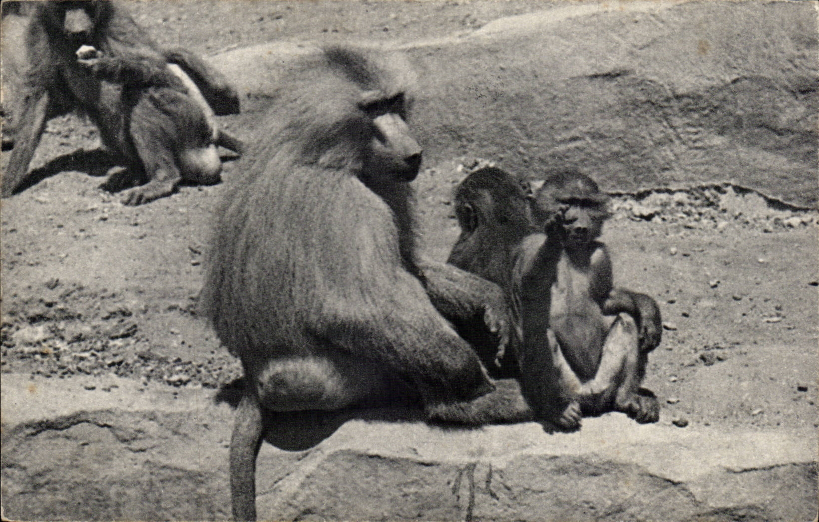 Paris - 12 - Bois de Vincennes - Parc Zoologique - Une Famille de Singe - Monkey CPA -