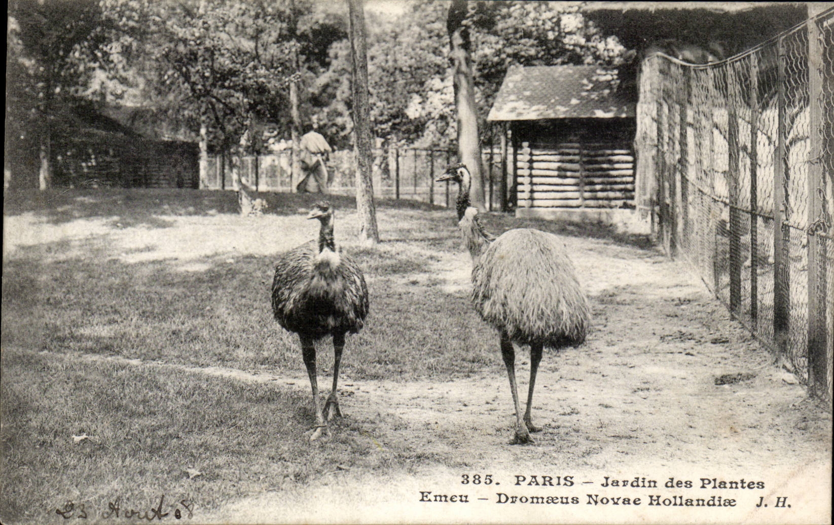 Paris - 5 - Botanical garden - Emeu - Bird - Giant Bird CPA
