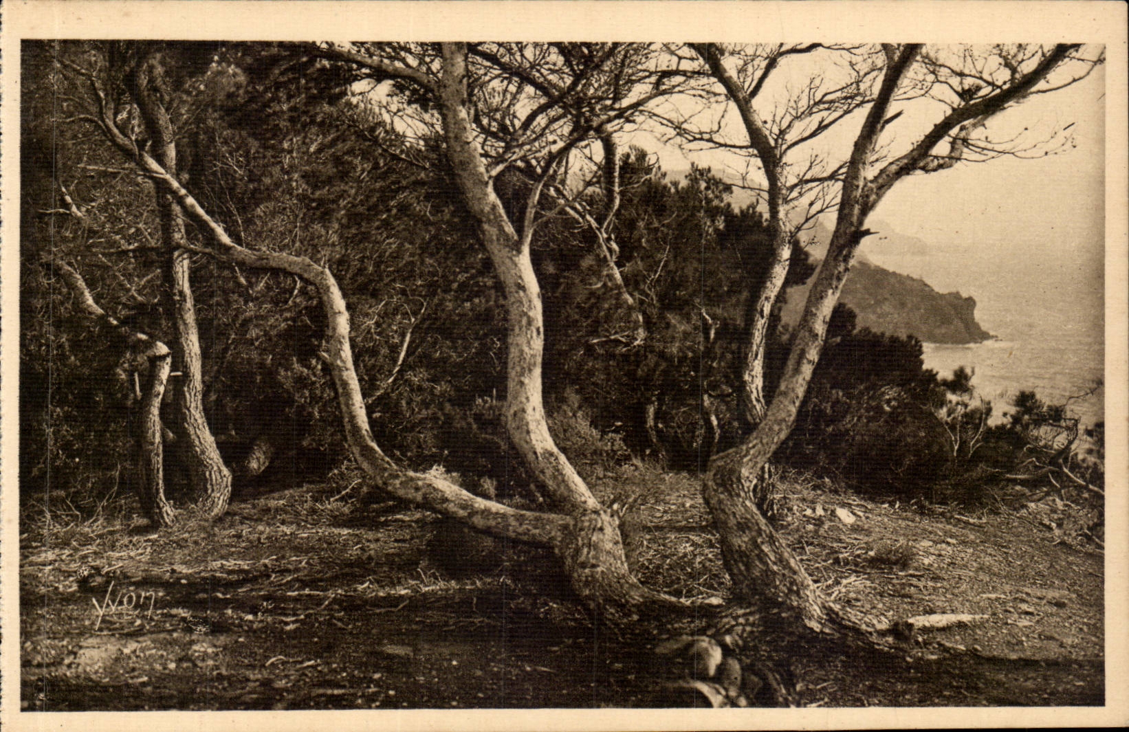 CPA Les iles d'Hyeres Porquerolles Les pins d'Alep