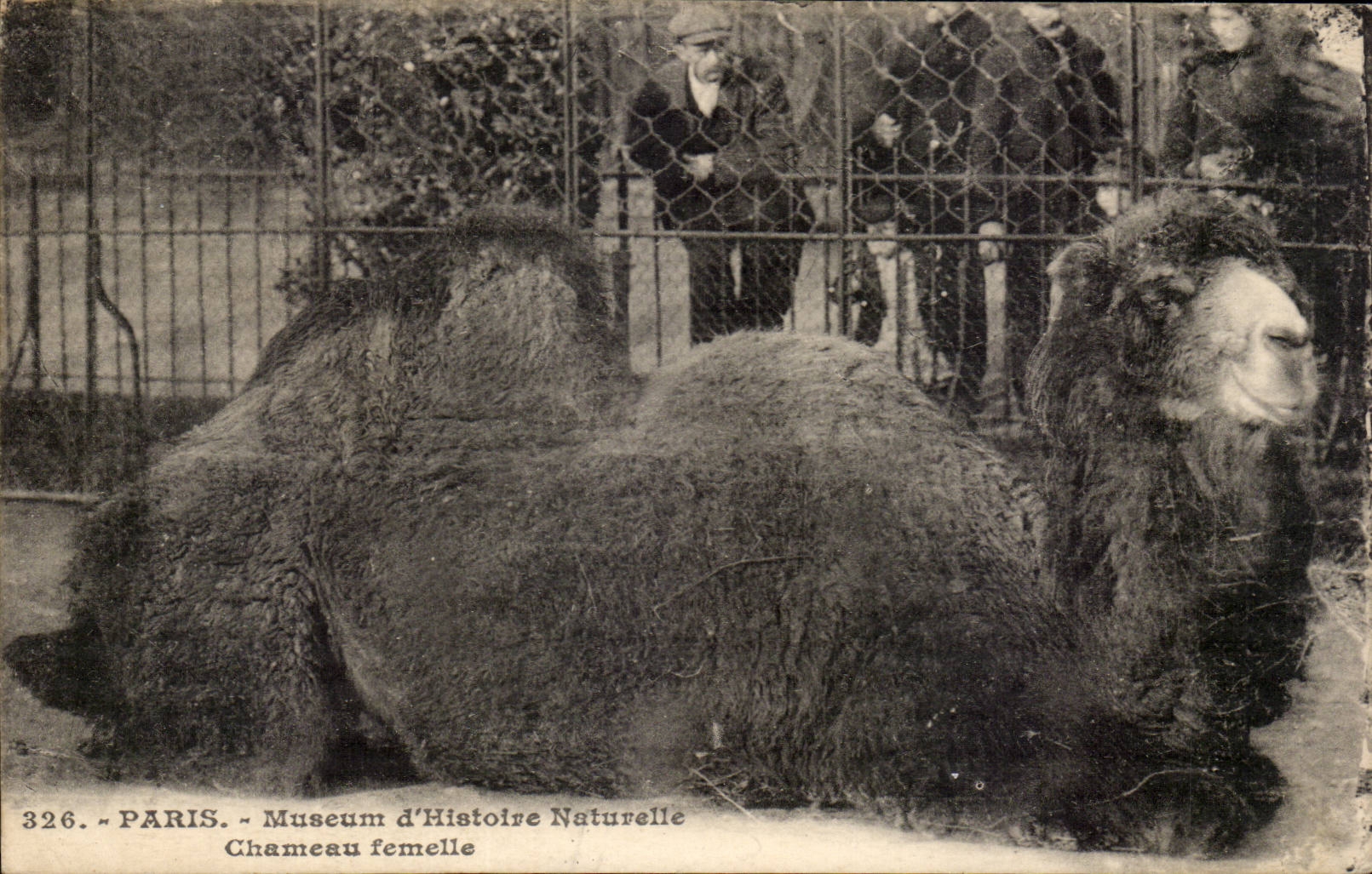 Paris CPA Botanical garden Chamelle female (camel camel)