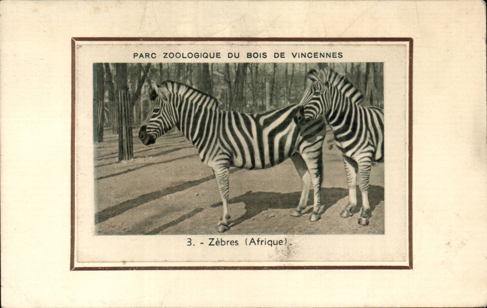 Paris CPA Zoological gardens of the Wood of Vincennes Zebres (Africa zoo) Streaked