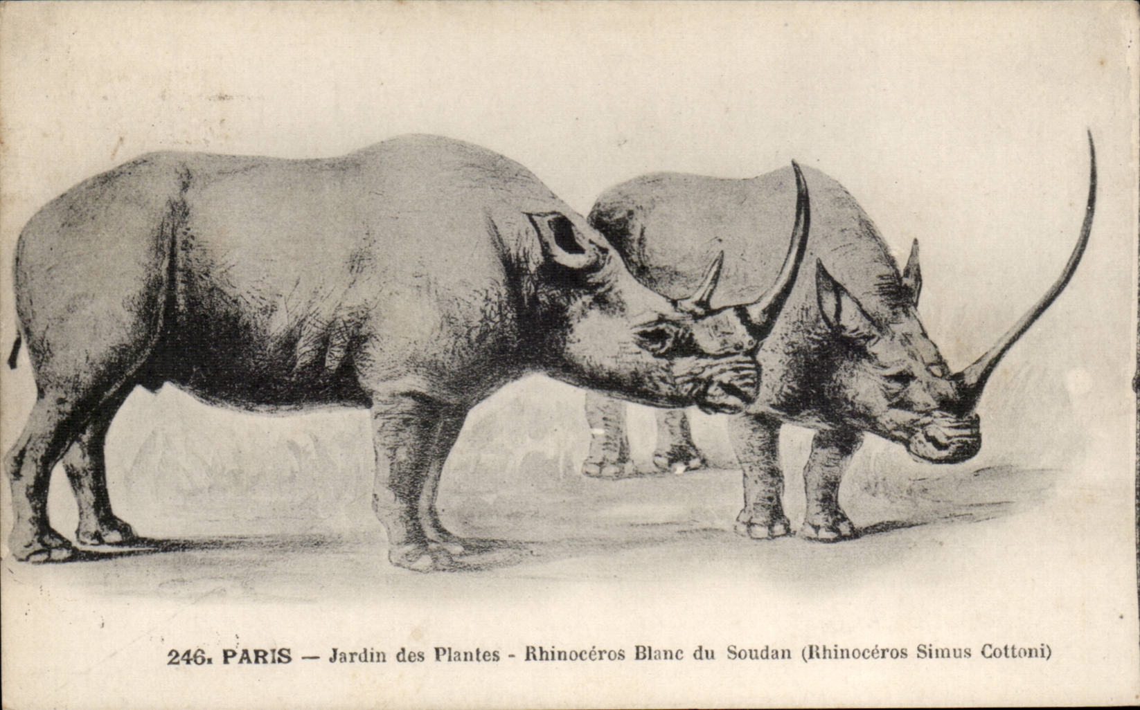 Paris CPA Botanical garden white Rhinoceros of Sudan (Simus cottoni)