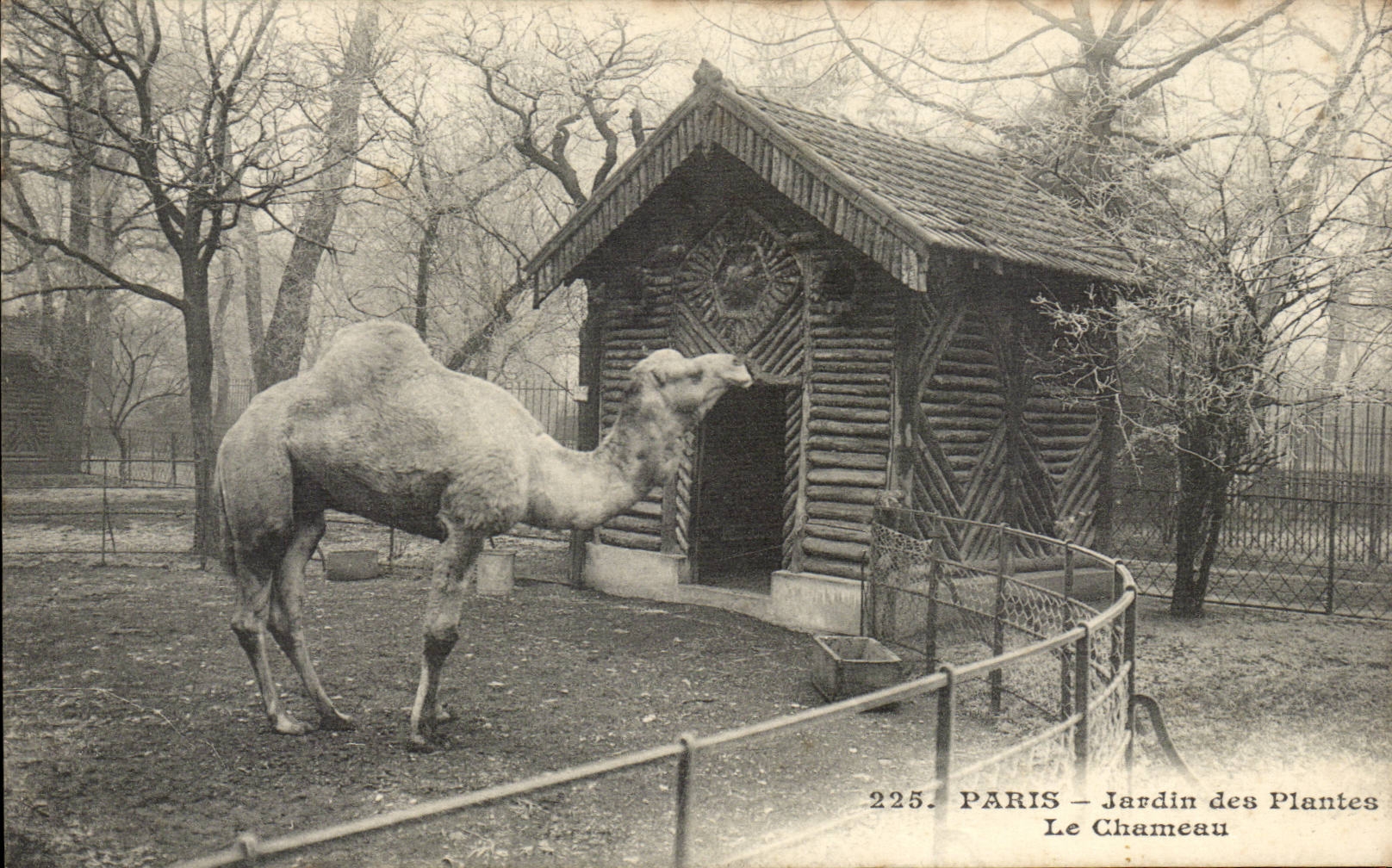 Paris CPA Botanical garden the camel (camel)