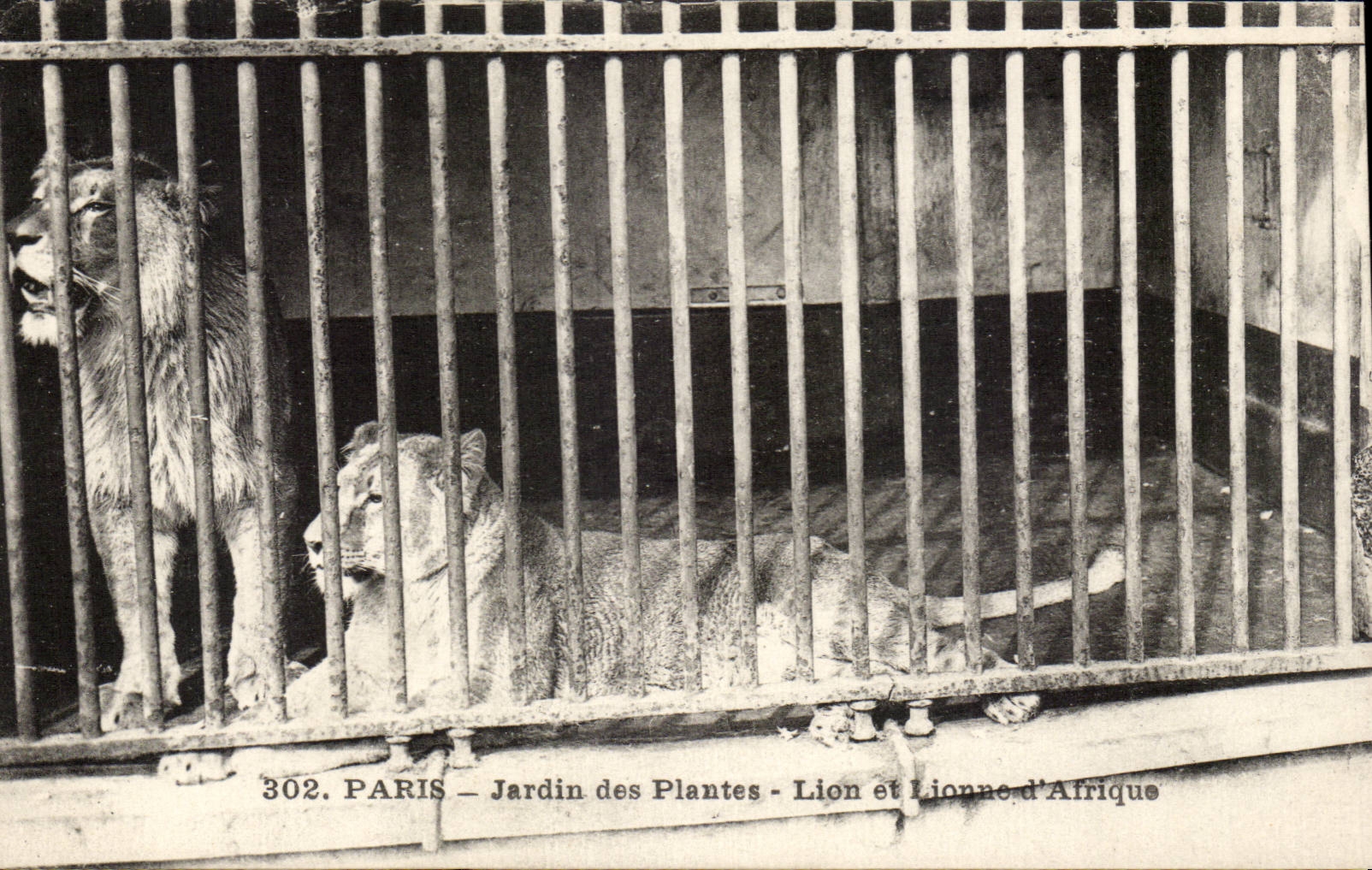 Paris - 5 - Botanical garden - Lion and Lioness of Africa CPA