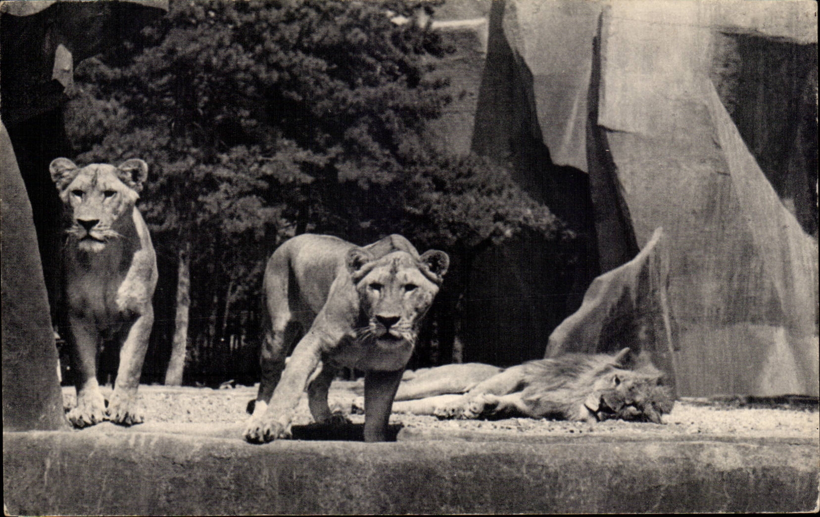 Paris - 12 - Bois de Vincennes - Parc Zoologique - Lion et Lionne sur leur Plateau CPA