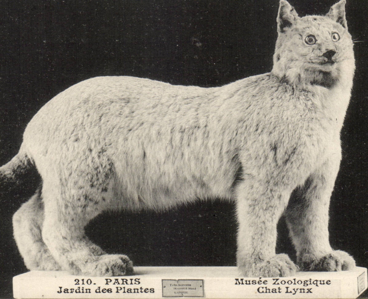 Paris - 5 - Botanical garden - Cat Lynx - bobcat - CPA