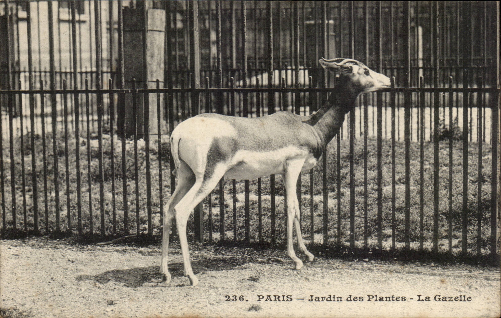 Paris - 5 - Botanical garden - the Gazelle - CPA