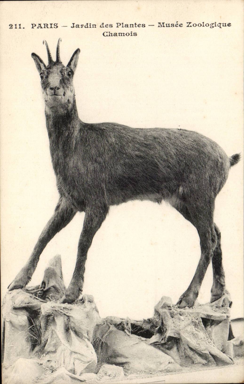 Paris - 5 - Botanical garden - Chamois - Zoological Museum - CPA