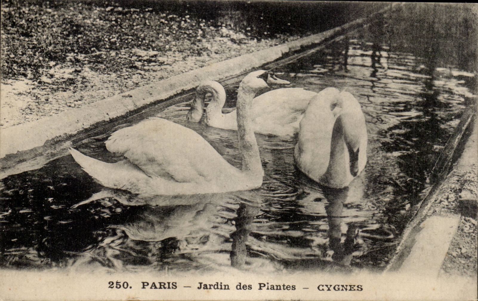 Paris - 5 - Botanical garden - Swans - CPA swan
