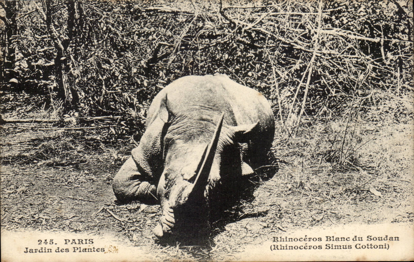 Paris - 5 - Botanical garden - White Rhinoceros of Sudan - CPA Sudan Rhino