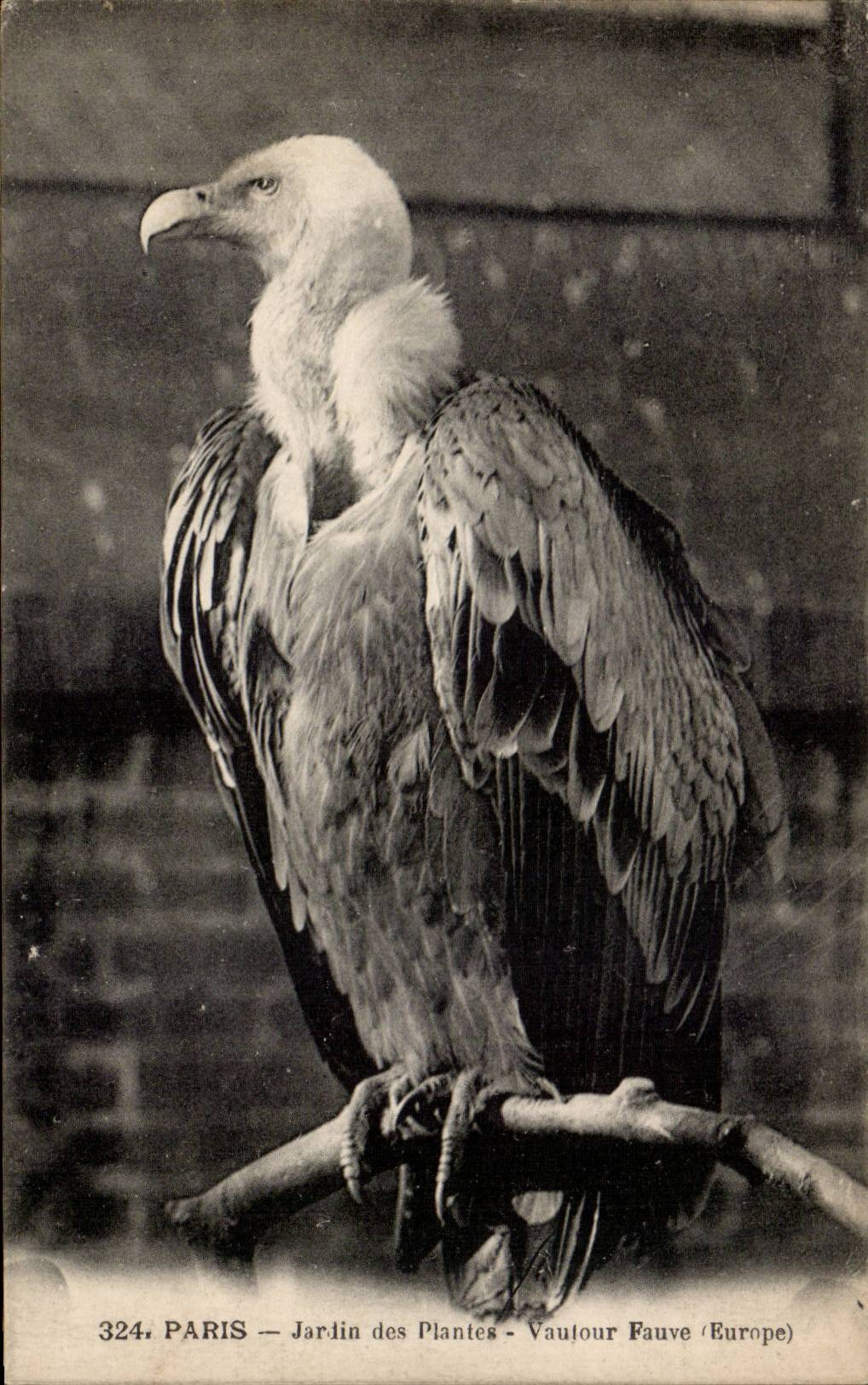Paris - 5 - Botanical garden - fawn-coloured Vulture - CPA