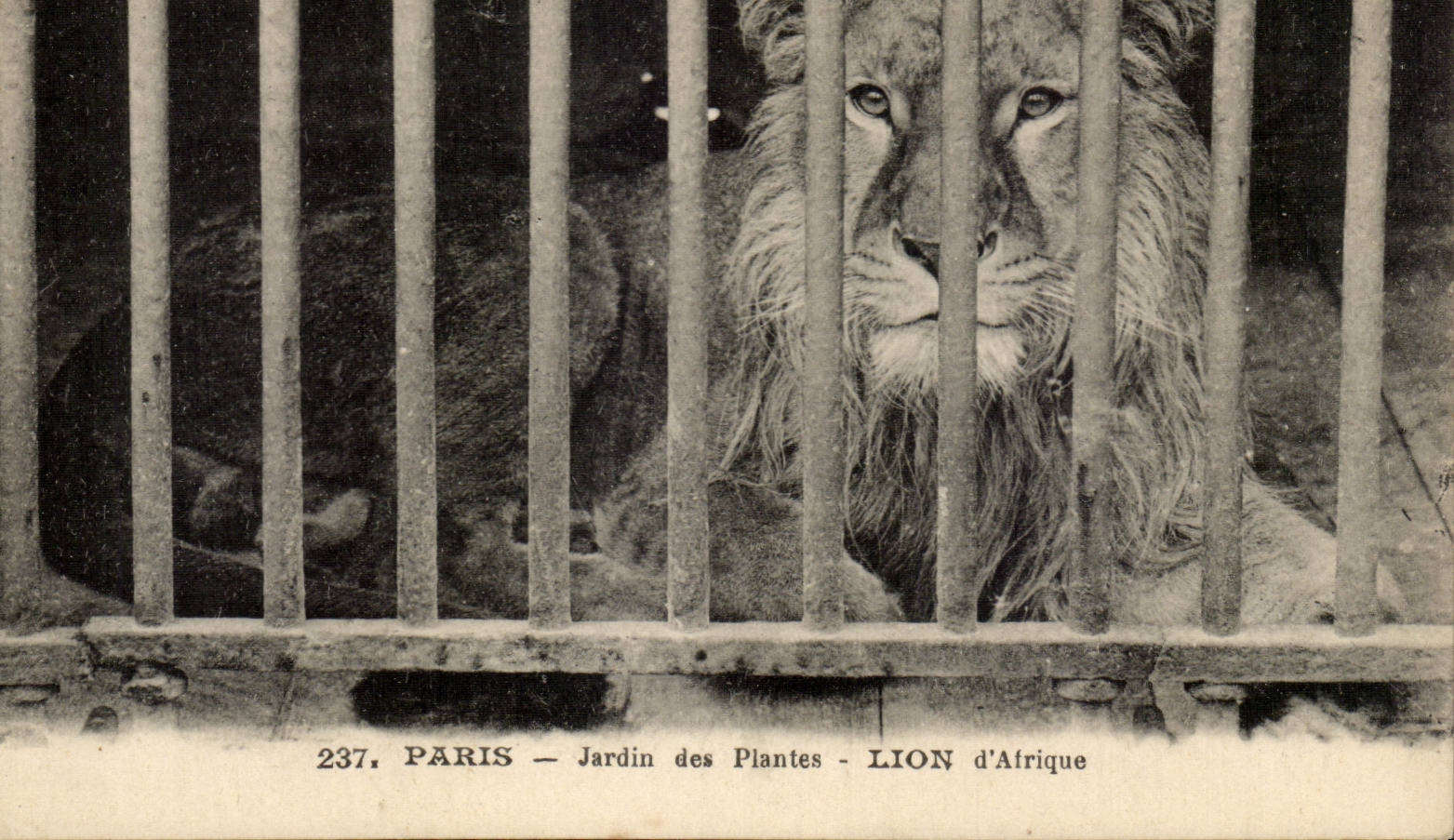 Paris - 5 - Botanical garden - Lion of Africa - Africa - CPA