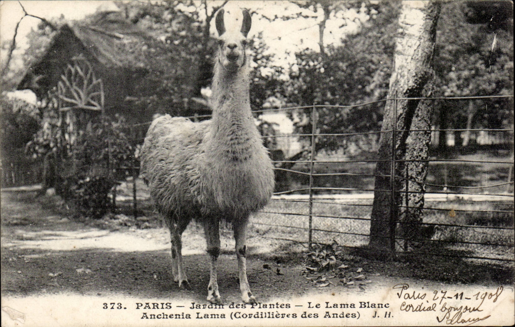 Paris - 5 - Botanical garden - the White LAMA - Llama CPA