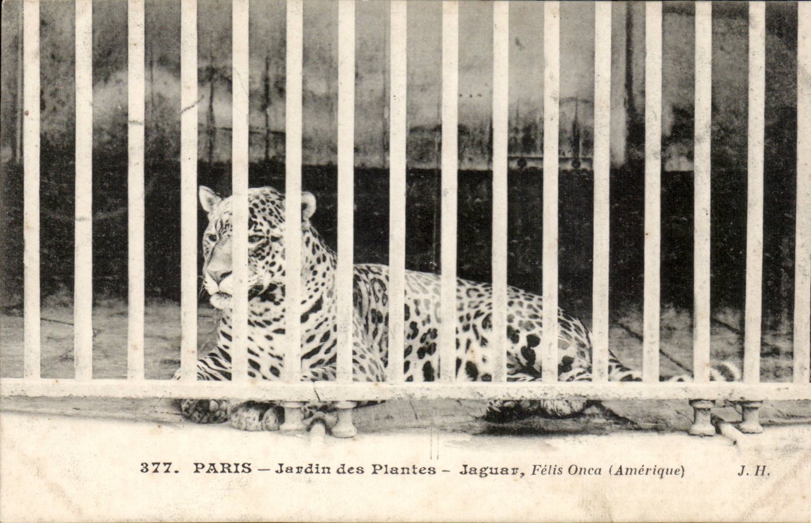 Paris - 5 - Botanical garden - Jaguar - cat - cat CPA