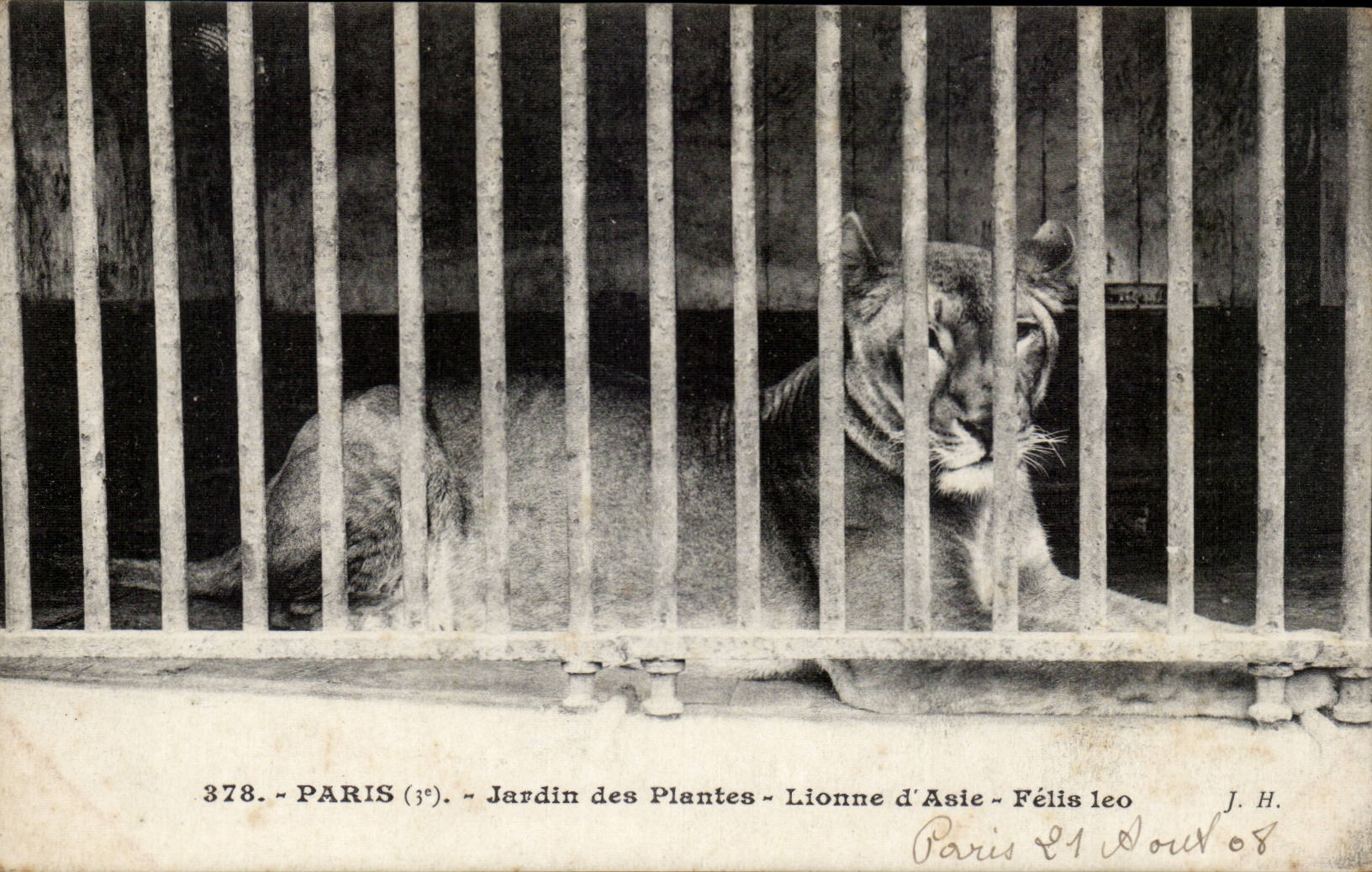 Paris - 5 - Botanical garden - Lioness of Asia - Asian Lion CPA