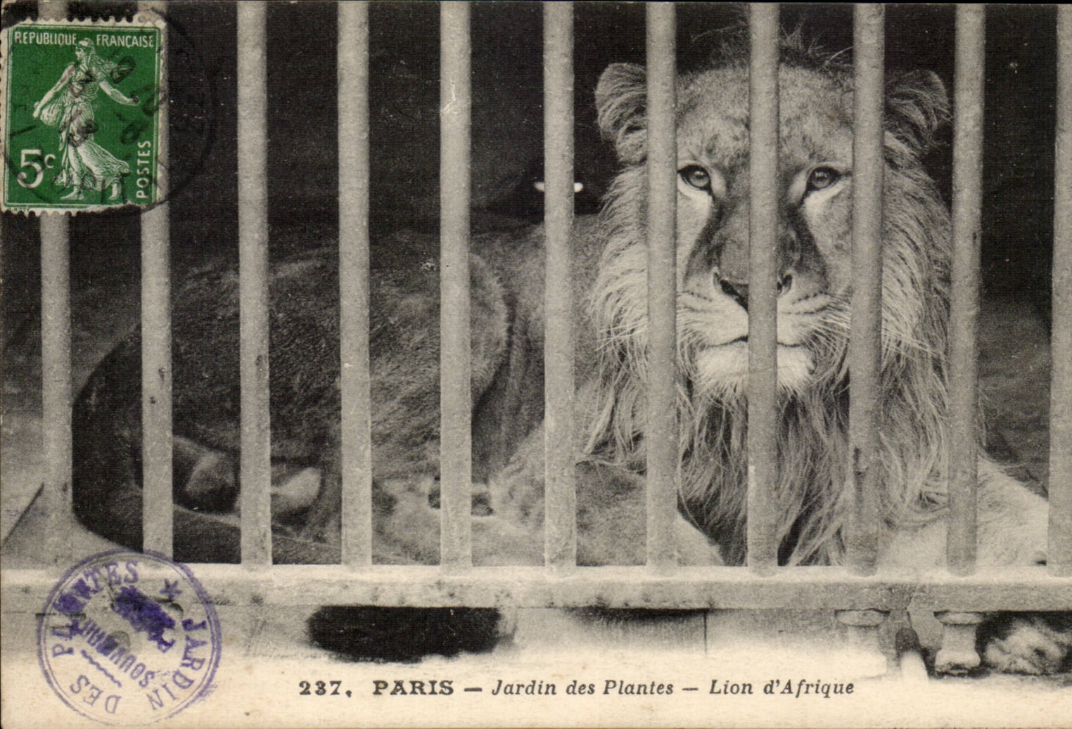Paris - 5 - Botanical garden - Lion of Africa - Africa - CPA