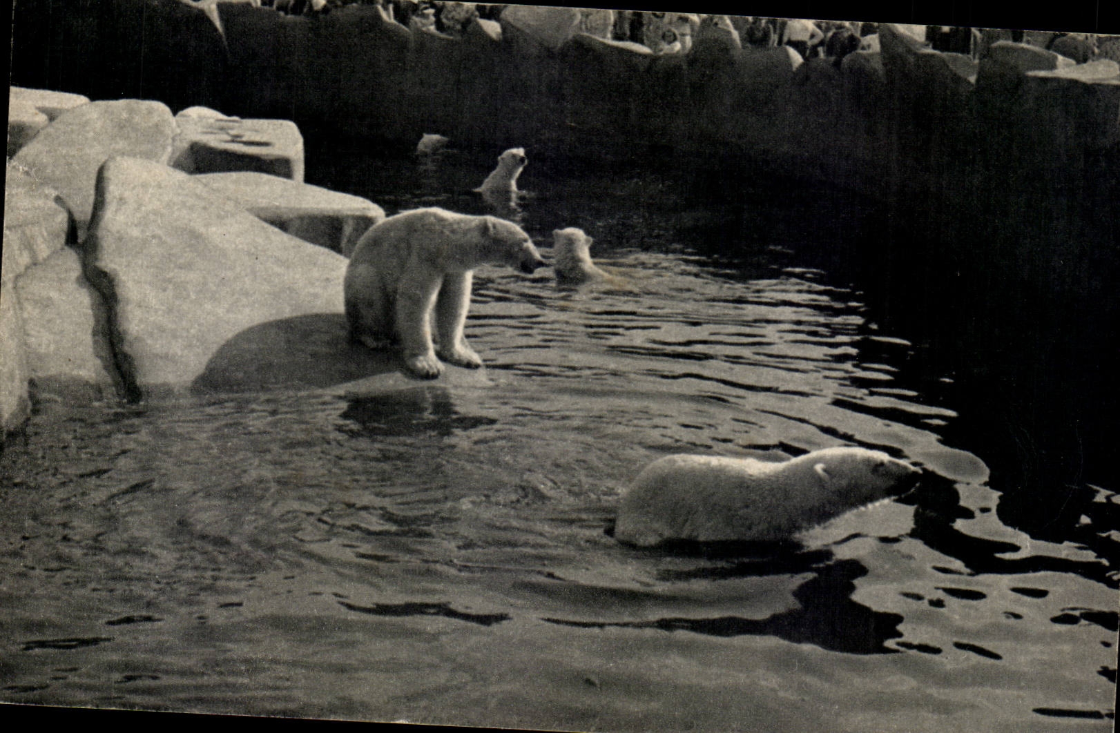 MODERN CARD Museum of natural history By zoological of Vincennes Paris Basin of the polar bears (bear bears)