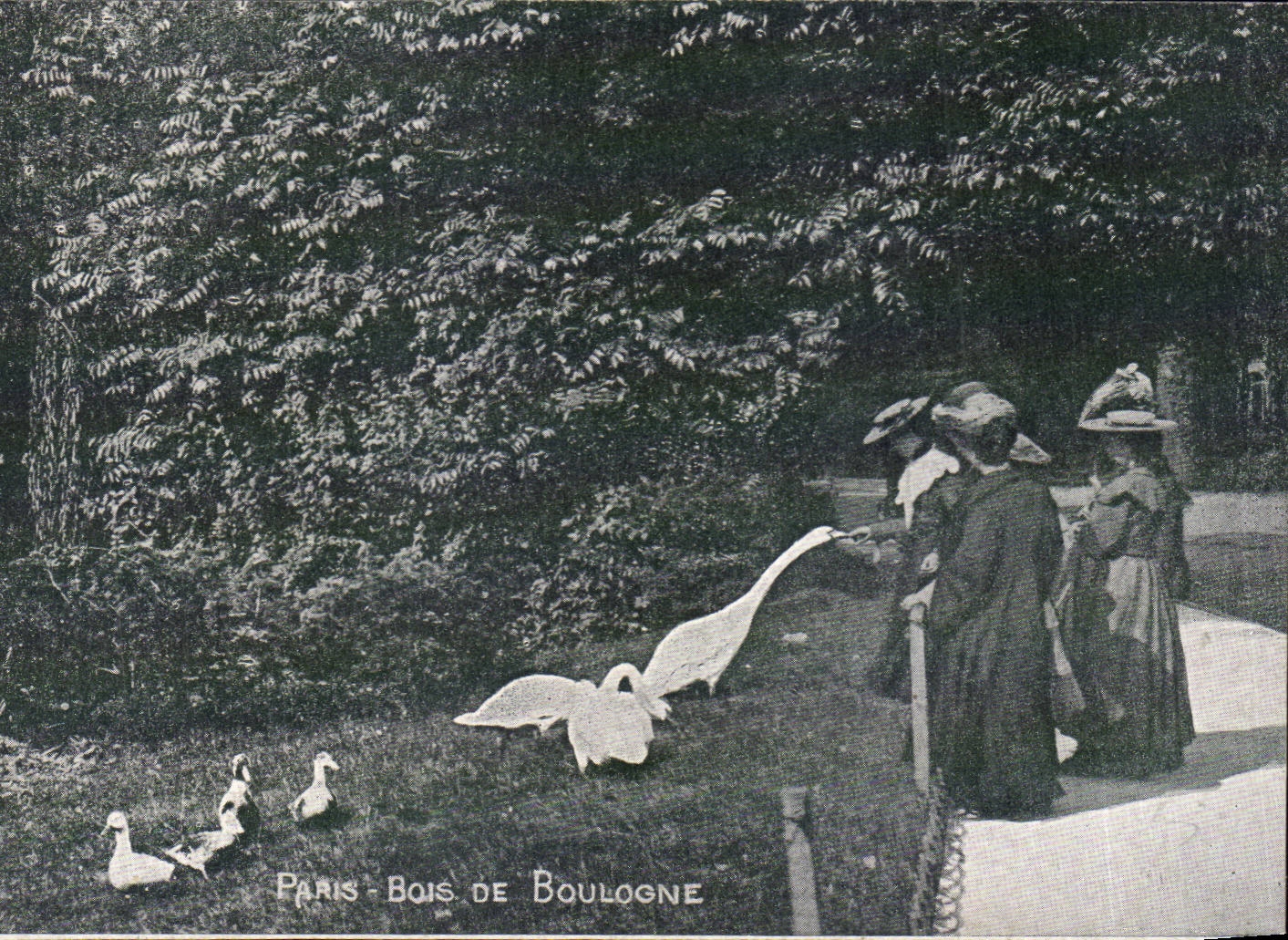 Paris CPA Bois de Boulogne ( canard )