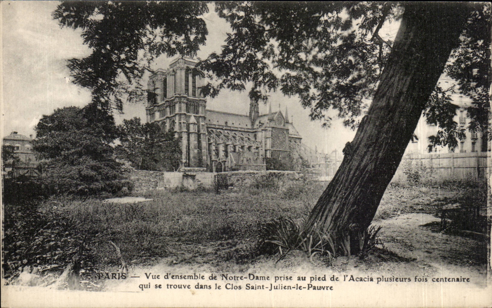 CPA Paris Vue d'ensemble de Notre DAme prise au pied de l'acacia plusieurs fois centenaire Clos Saint Julien le pauvre