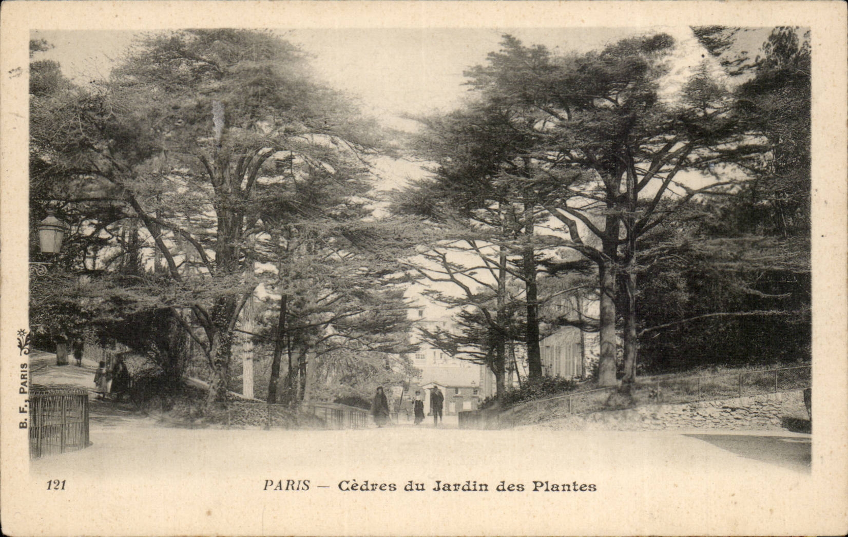 Paris - 5 - Cedars of the Botanical garden - - CPA