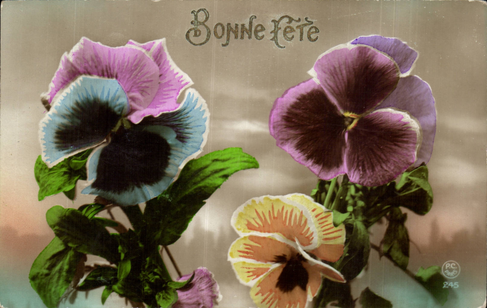 Festivals - Good Festival - Thought - Pansy - CPA