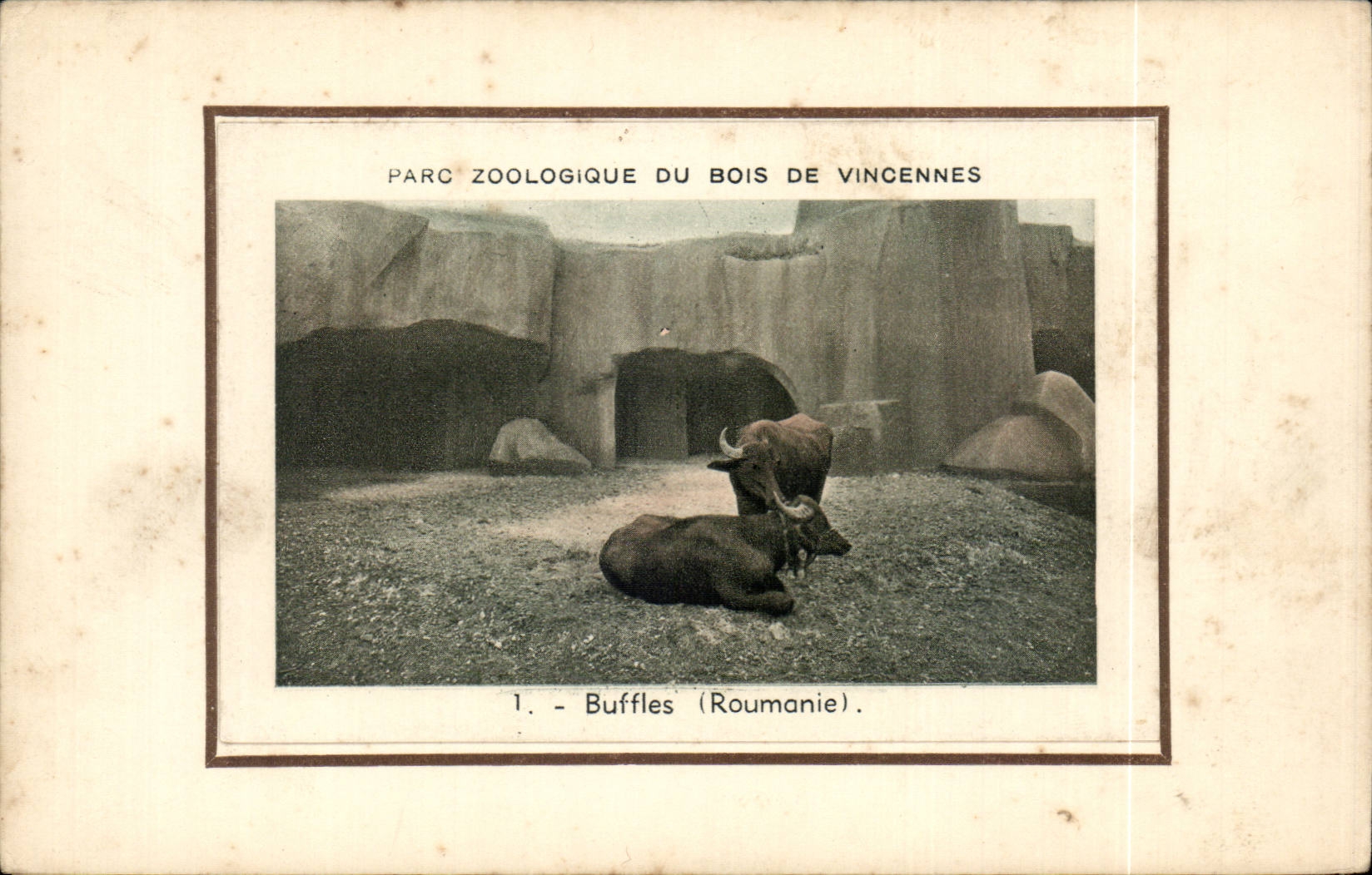 CPA Paris By zoological of the wood of Vincennes Buffaloes (Romania Rumania zoo)