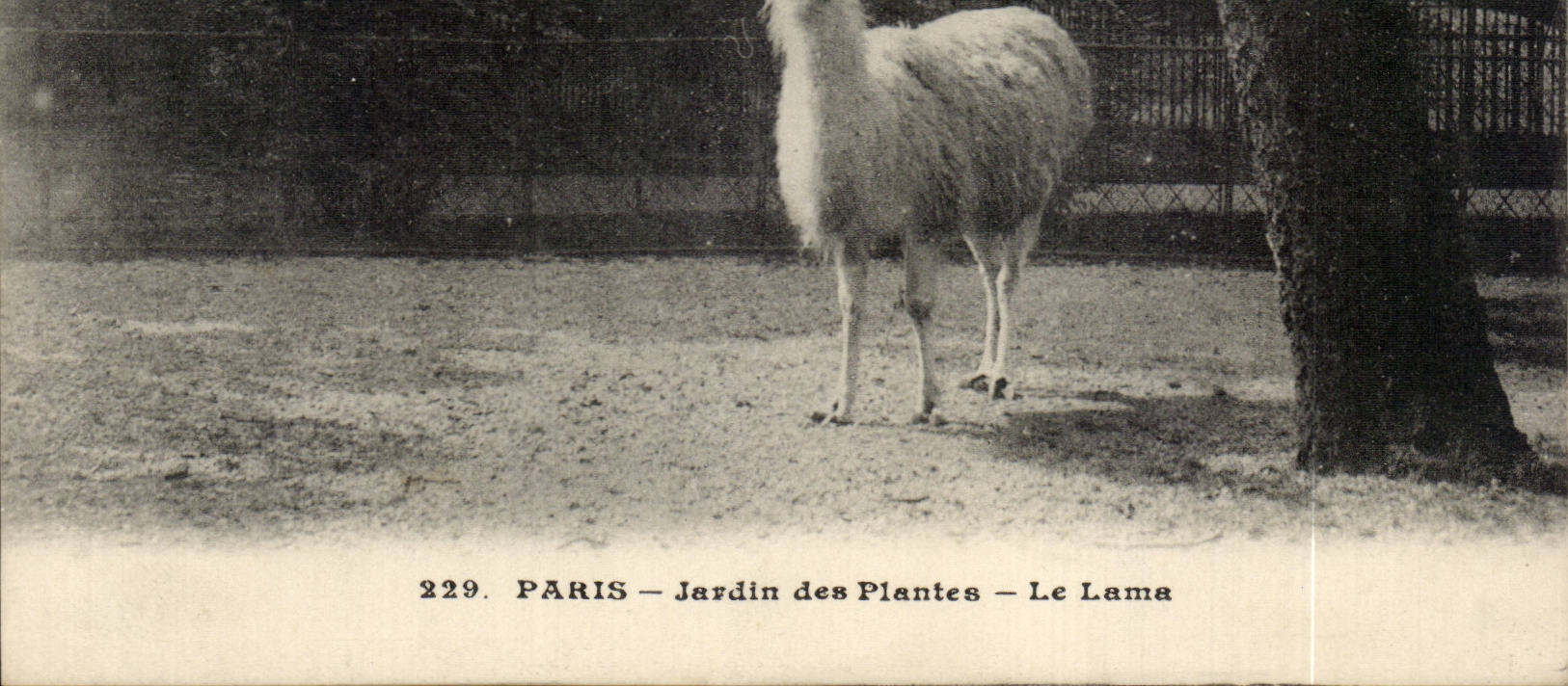 CPA Paris Botanical garden the LAMA (zoo Peru peru)