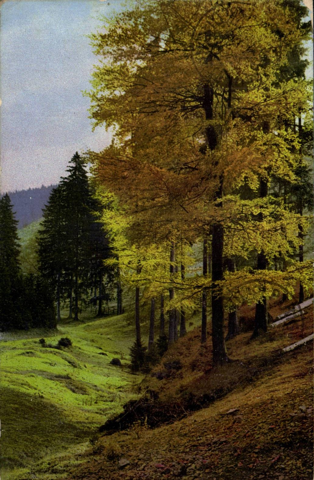 CPA Fantasy Landscape