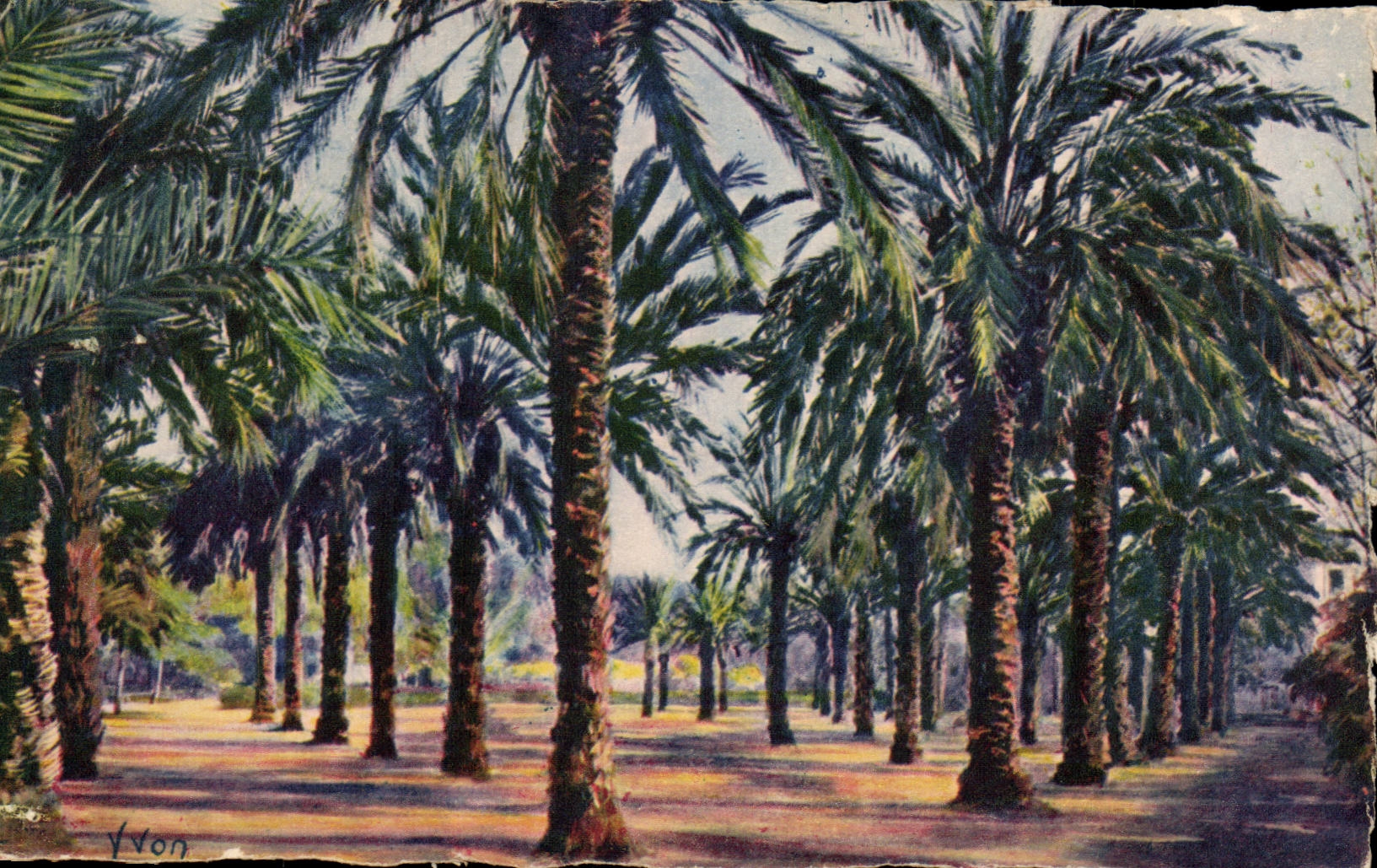 CPA Hyeres Denis Garten-Palmen