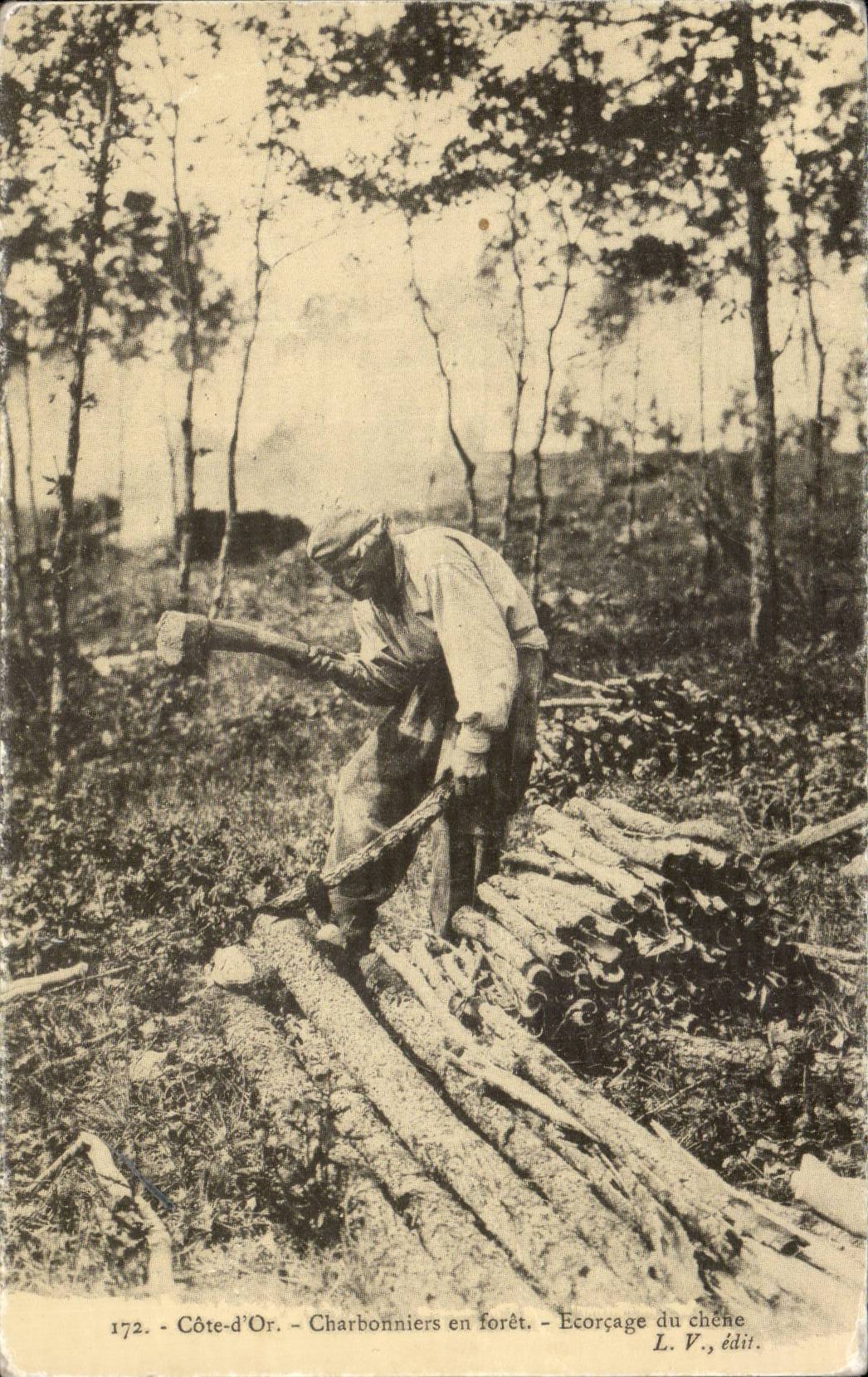 WIEDERGABE Masse der Goldkohlenhandler in das starke Abstreifen der Eiche