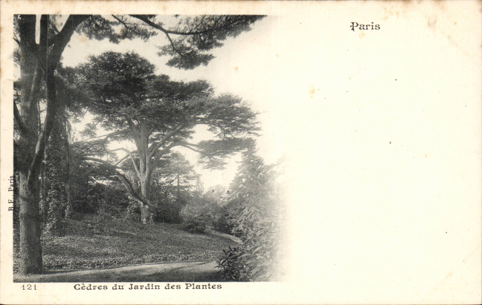 Paris CPA Cedars of the botanical garden (tree tree)
