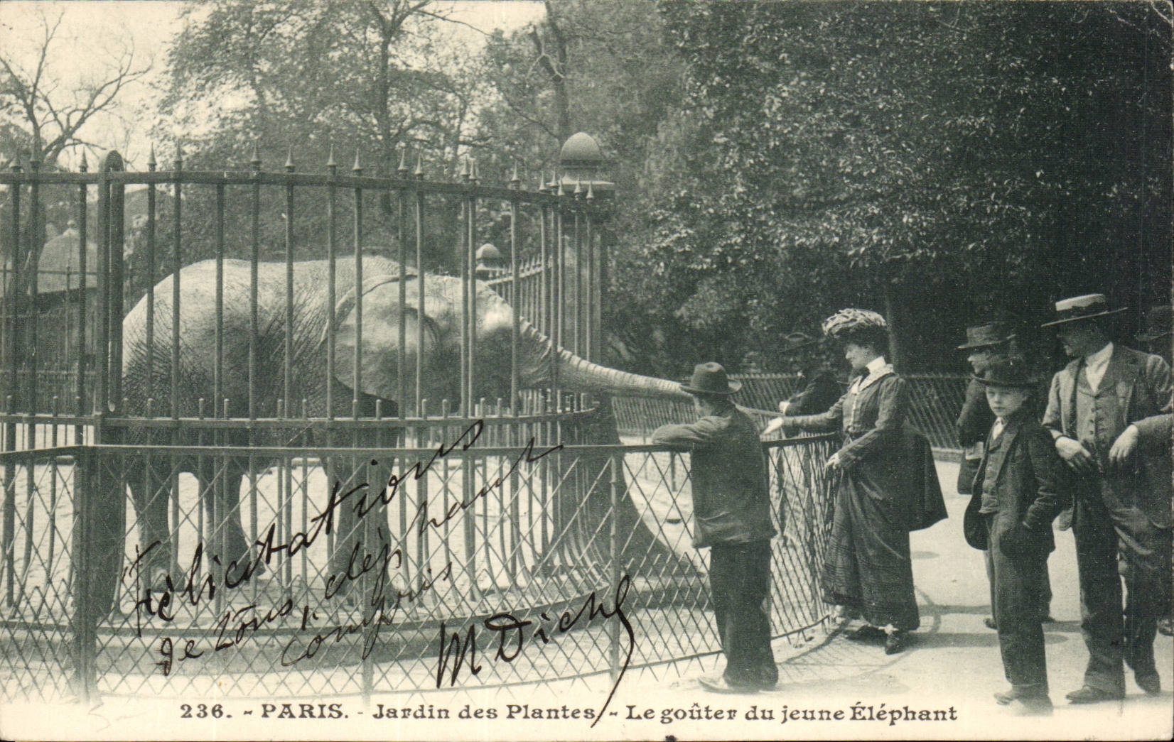 Paris CPA Botanical garden Elephant to taste it